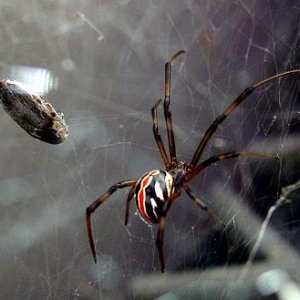 juvenile_black_widow.jpg