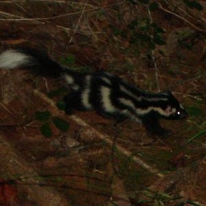 Skunk1.JPG