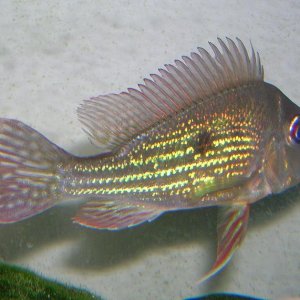 small_geophagus1.JPG