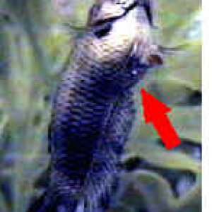 female_betta__ovipositor.jpg