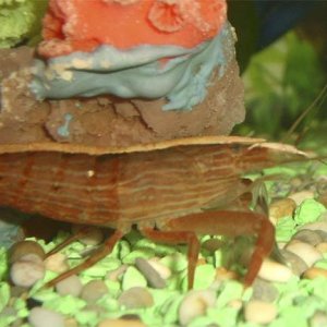 shrimp3.jpg
