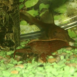 shrimp_plec.jpg