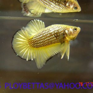 Gold_Betta.jpg