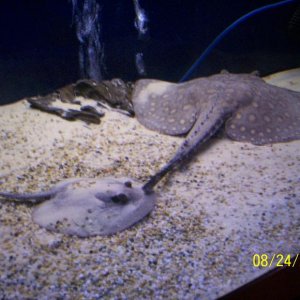 2rays.JPG