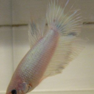 SD5_20Light_20Male.jpeg