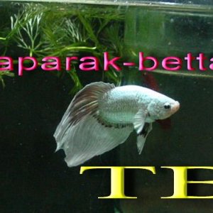 fwbettashm1156565437.jpeg