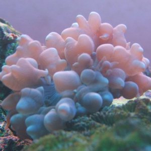 bubble.jpg