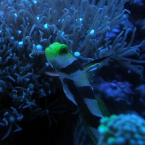 highfingoby.jpg