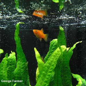 platy.JPG