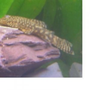 lil_Plec.JPG