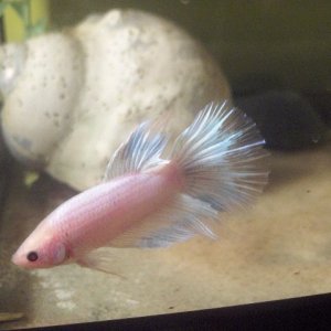 spain__pictures_and_daves_fish_etc._193.jpg
