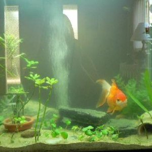 aquariumredo.jpg