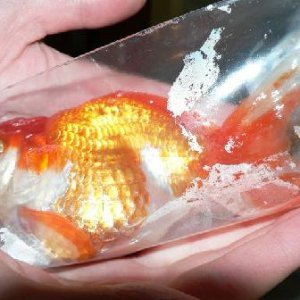 goldfishbag124.jpg