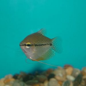 fish0206_038.jpg