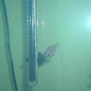 105_gal_6.JPG