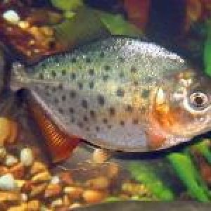 fwf_piranha_20pygo_20Red_20Belly_202in_sm.jpeg