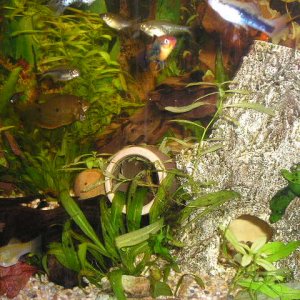 Fish_Pictures_035.JPG