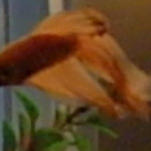 fish2.JPG