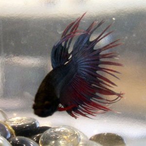 betta_2.jpg