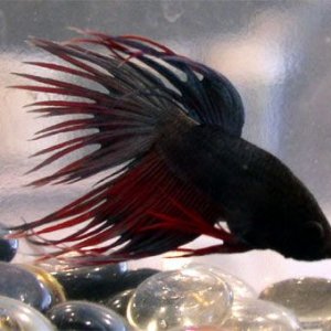 betta_3.jpg