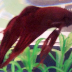 monet_4.jpg