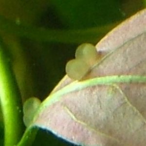 cory_eggs.jpg