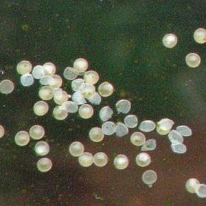 eggs_close_up.jpg