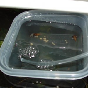 eggs_in_container.jpg