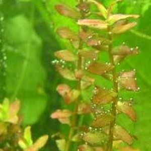 plant_id.JPG