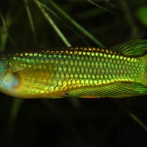 Aplocheilus_lineatus_male_1.JPG