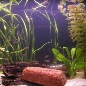 aquarium_resize1.JPG