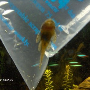 baby_bristlie_001.jpg