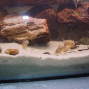 cories2.JPG
