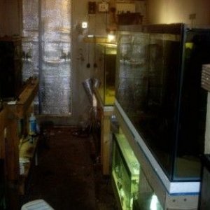 fishroom_pictures_001.jpg