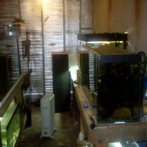 fishroom_pictures_002.jpg