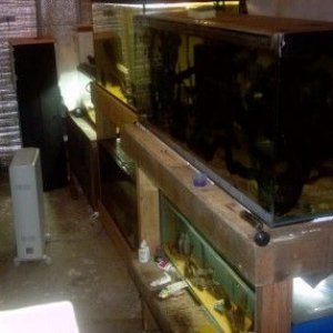 fishroom_pictures_005.jpg