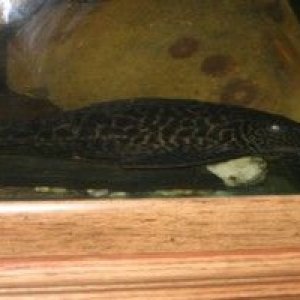 pleco.JPG