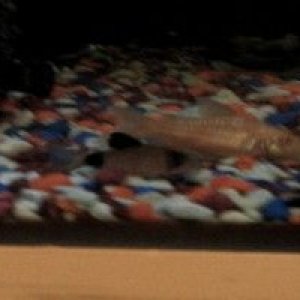 panda___albino_cories.JPG