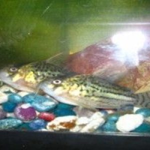 cories.JPG