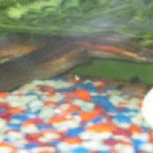 smaller_fire_eel.JPG