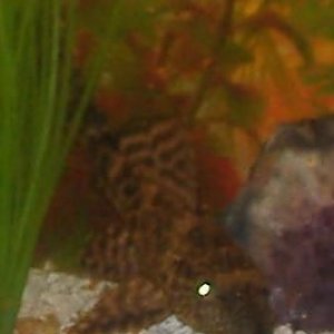 pleco3.jpg