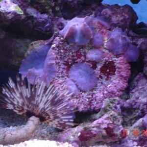 new_corals_3_009.jpg