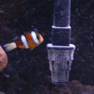 Fish_016.jpg