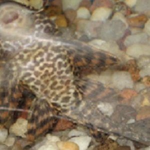Fish_Pictures_002.jpg