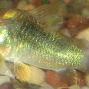 Fish_Pictures_006.jpg