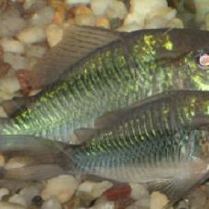 Fish_Pictures_009.jpg