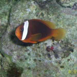 Tomato_Clownfish.JPG