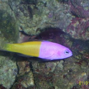 Bicolour_Pseudochromis.jpg
