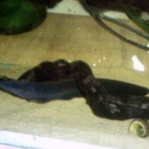 new_fishroom_pictures_6.11.06_010.jpg
