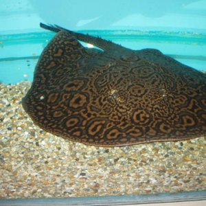 mantilla.jpg